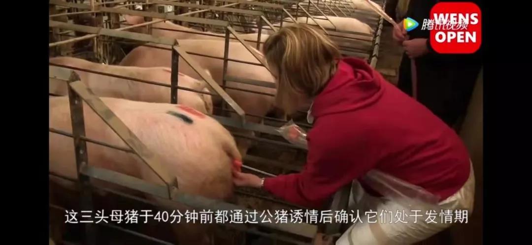 赠卵生子代生试管移植后第9天肚子疼正常吗？
