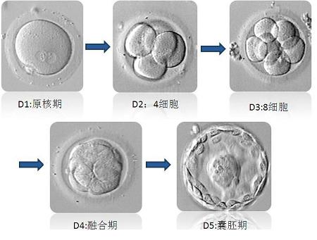第三代做供卵代生自怀（PGD-PGS）怎么样？