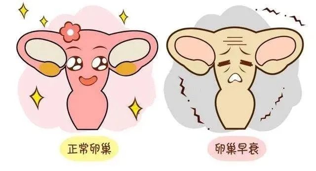 借卵做供卵自怀医院的成功率与女性的卵子数量有关吗？影响借卵做助孕代怀机构成功率的因素...