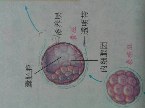 97%的精子畸形率是否正常，能否做供卵二代自怀试管
