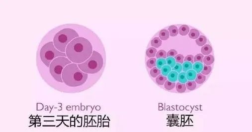 西安没有卵子的女性可以做供卵试管公立吗（西安借卵试管助孕私立医院）
