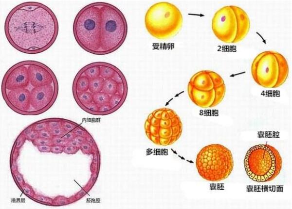 重庆大学附属医院赠卵试管婴儿成功率