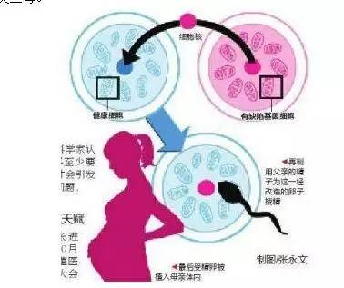 怀过孕借卵做试管成功率更高吗