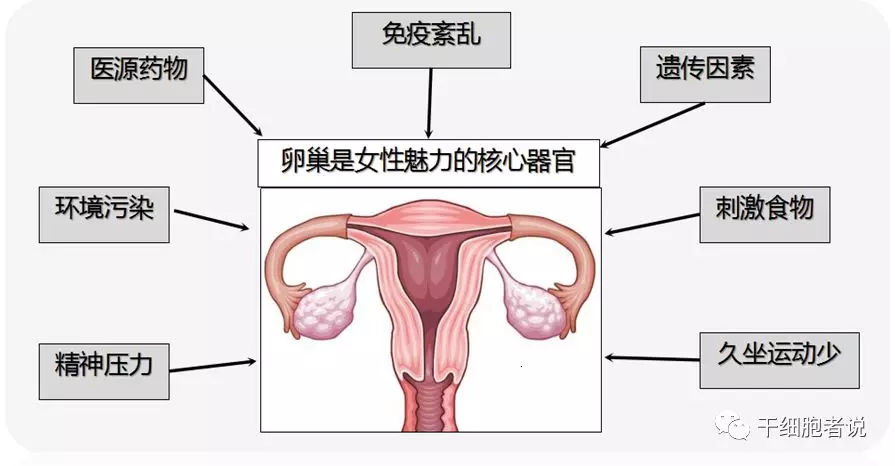 多囊试管取卵多少个最佳