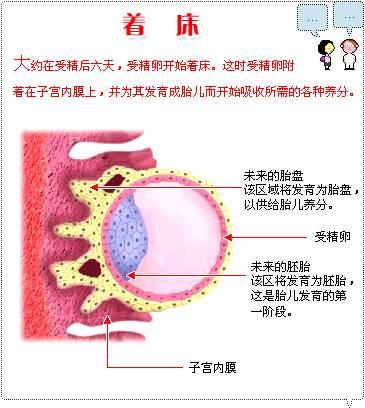 子宫内膜息肉对试管移植有影响吗