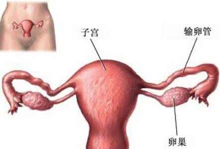 重庆供卵不排队的公立医院