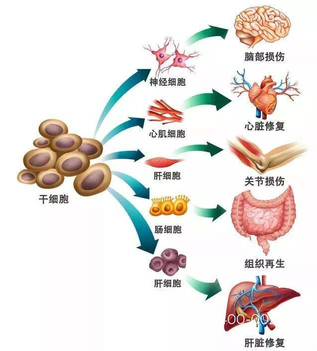 pgs技术如何提高重庆谁需要试管代怀活产率