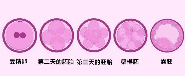 代怀孩子宝宝前注意这些地方可以提高成功率
